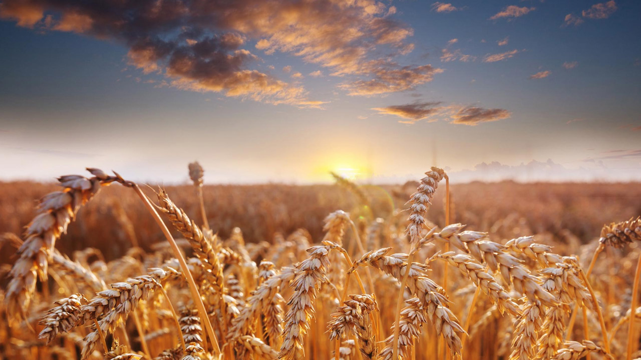 Shavuot: The Feast of Weeks – An Earthly and Spiritual Harvest