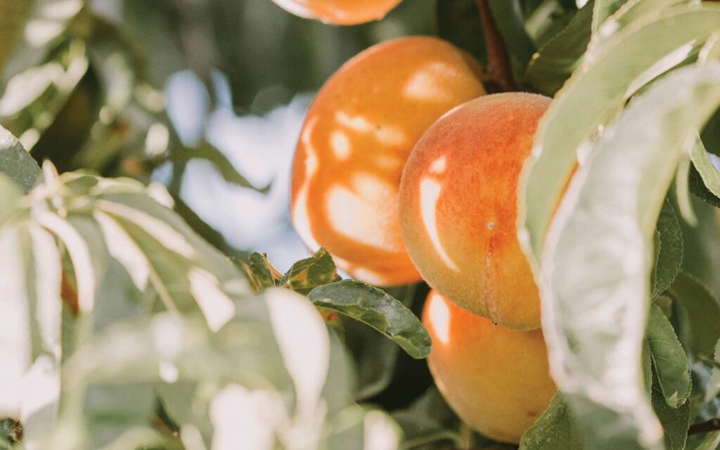Fruit