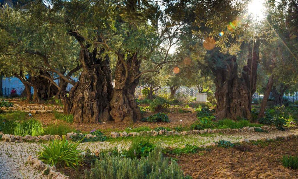 Garden of Gethsemane