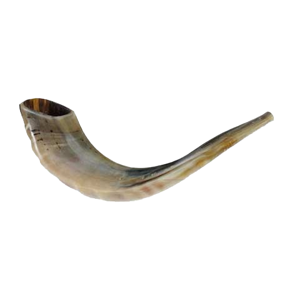 17 to 18 inch Polished Rams Horn Shofar