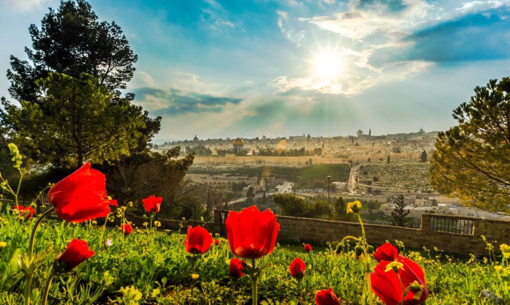 Israel Poppy