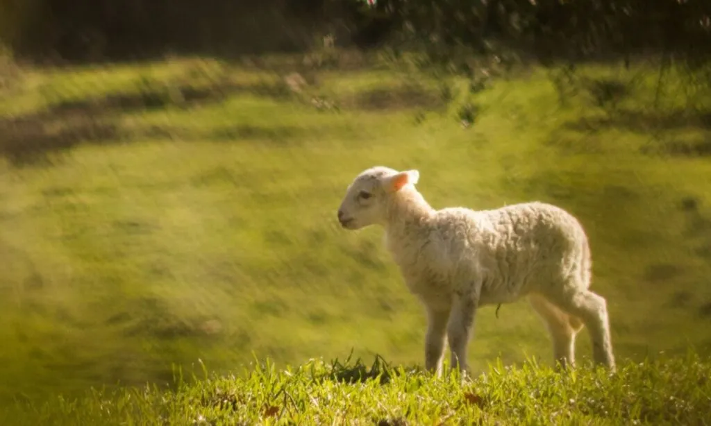 Behold Yeshua: The Passover Lamb of God